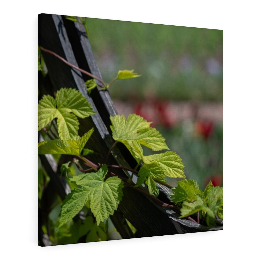 Ivy-Covered Fence - Canvas