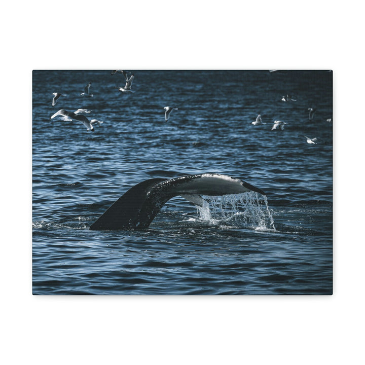 Feeding Tail - Canvas