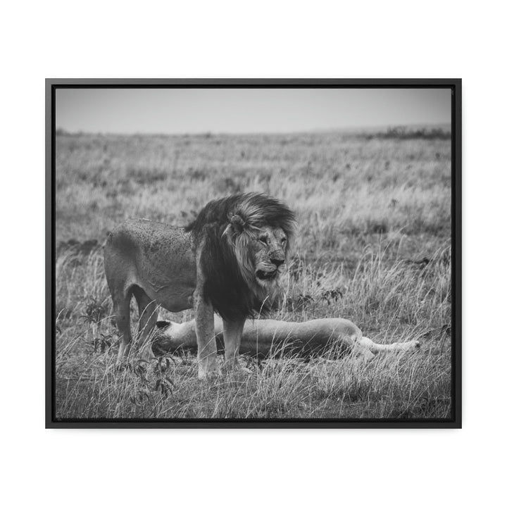 Mating Lions in Black and White - Canvas with Frame