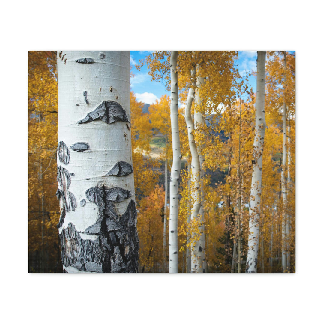 Aspens Changing - Canvas