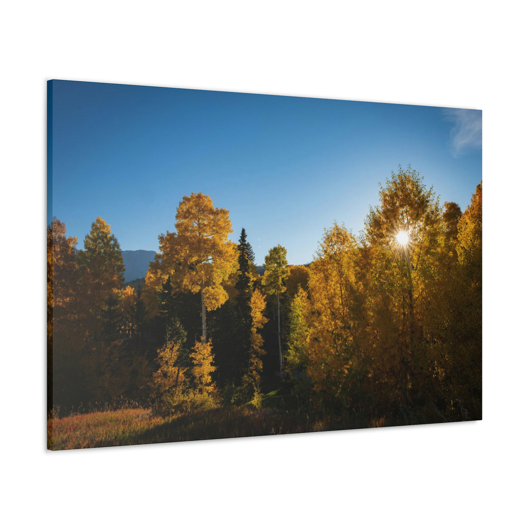 Sun Through the Aspens - Canvas