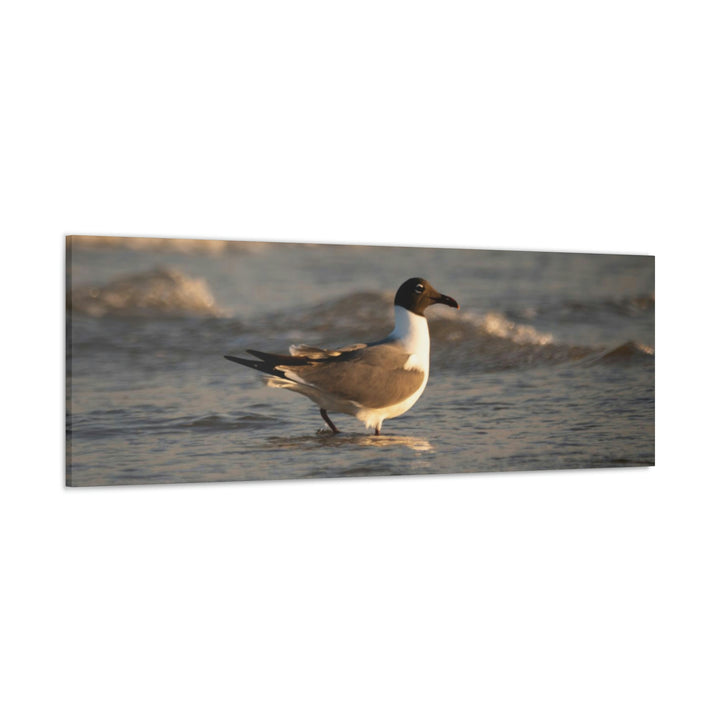 Laughing Gull in the Surf - Canvas