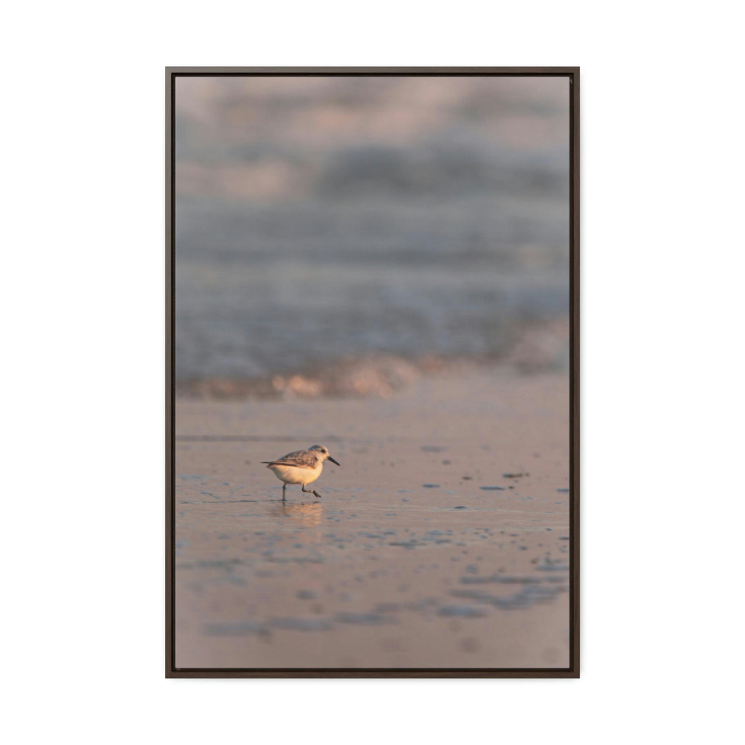 Sanderling in Soft Dusk Light - Canvas with Frame