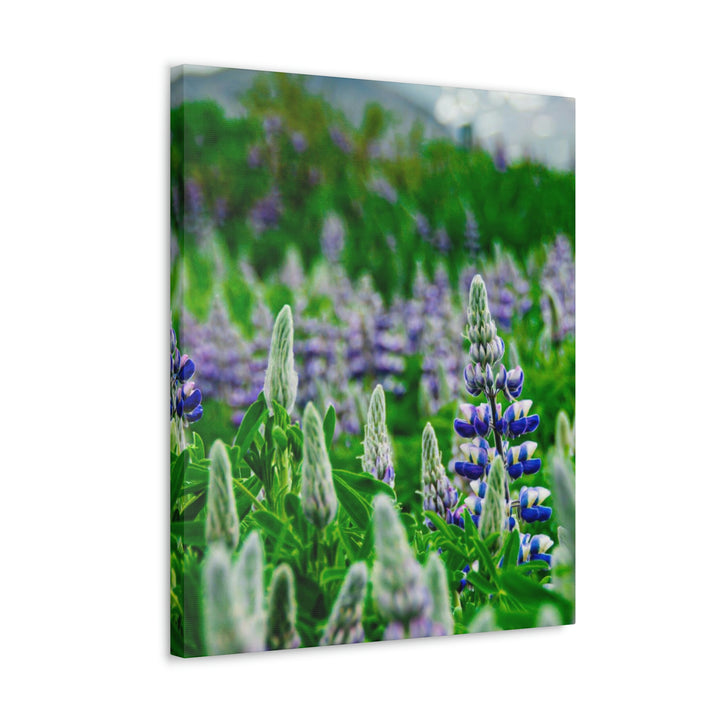 Glowing Lupin with Mountains - Canvas