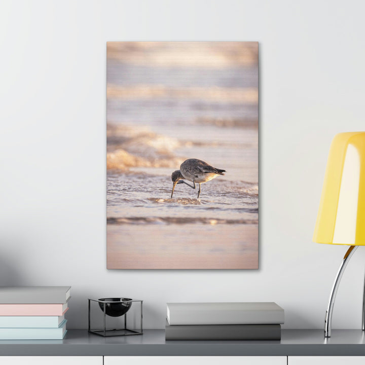 Willet Itch - Canvas