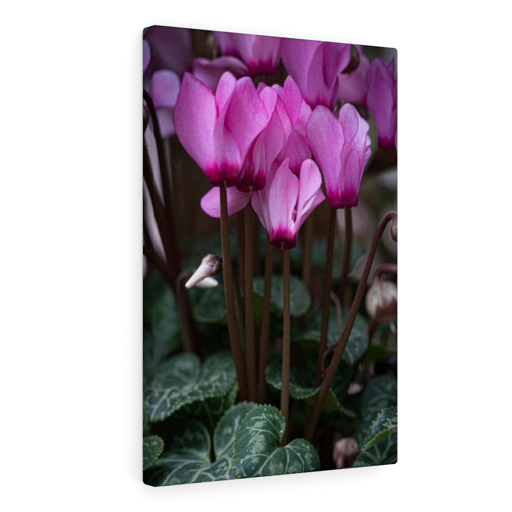 Cyclamen Reach - Canvas