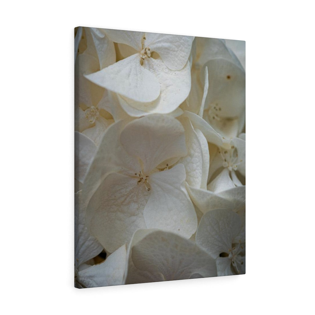 White Hydrangea Detail - Canvas