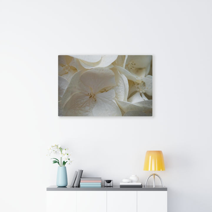 White Hydrangea Detail - Canvas