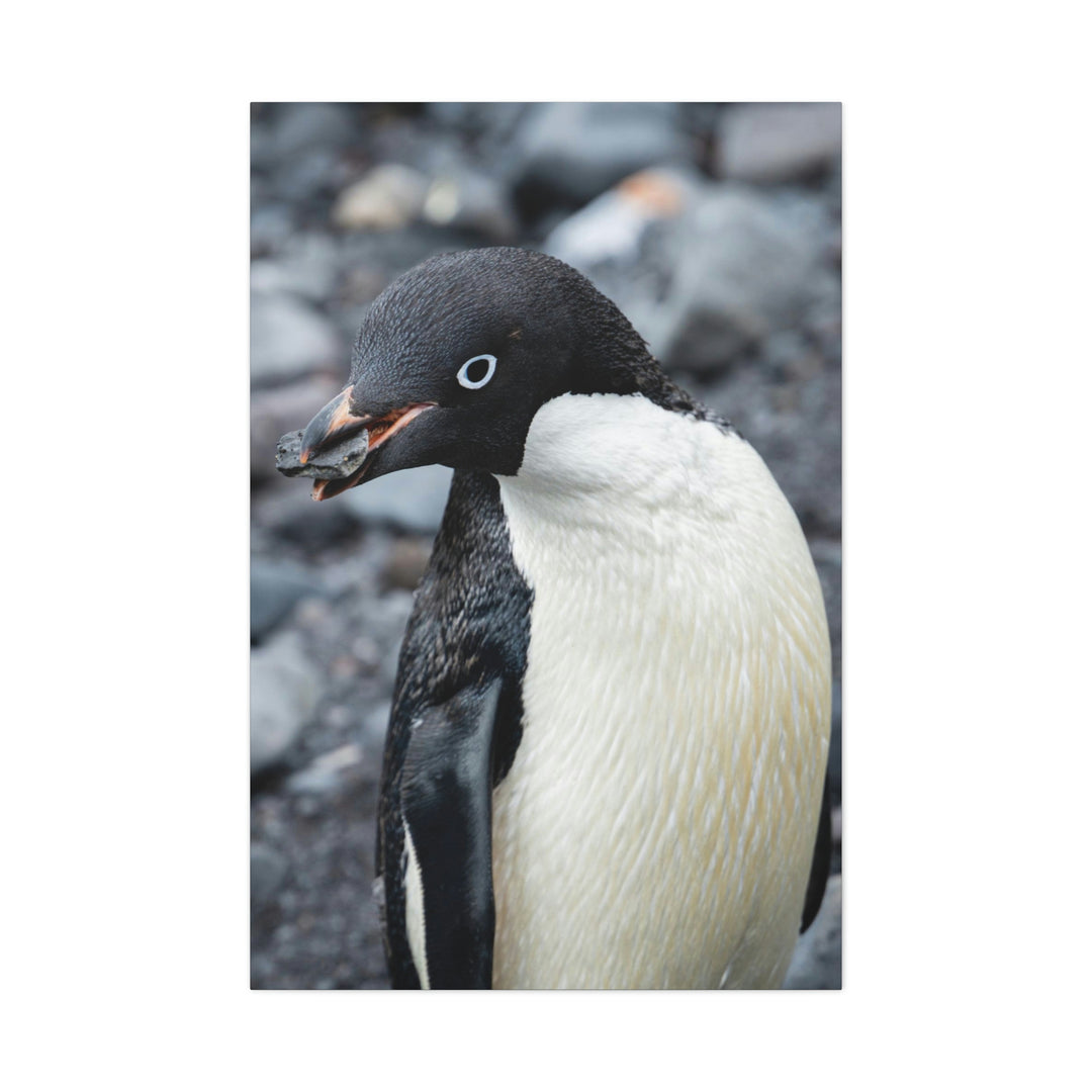 A Penguin's Pebble - Canvas