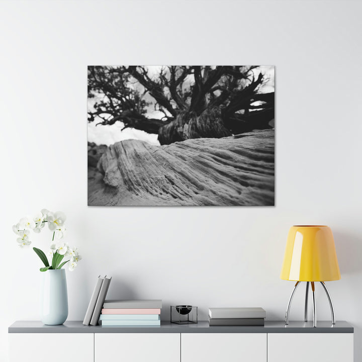 Desert Reach in Black and White - Canvas