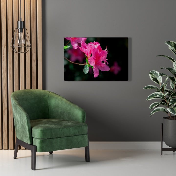 Standout Azalea - Canvas