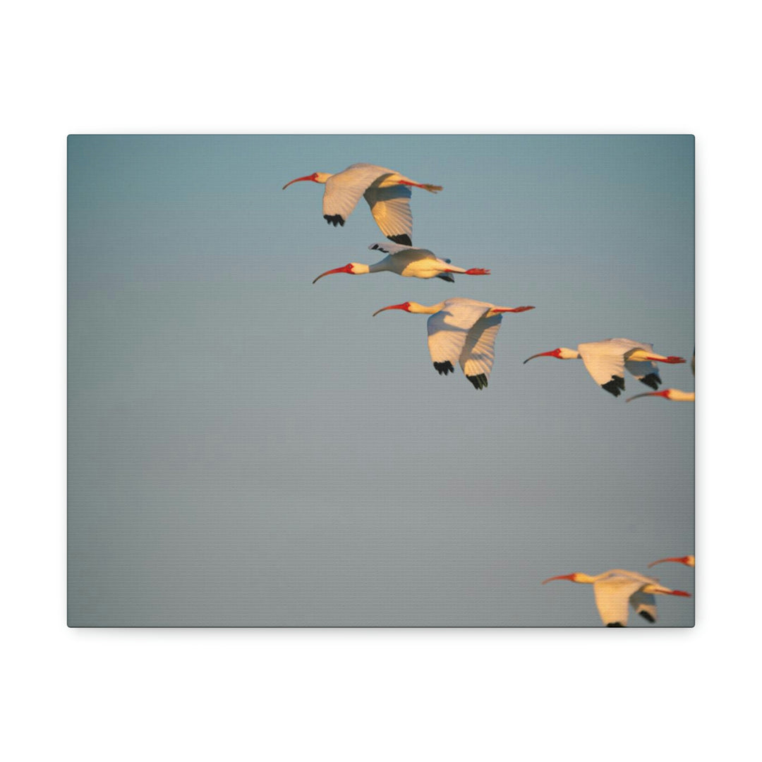 White Ibis in Flight - Canvas