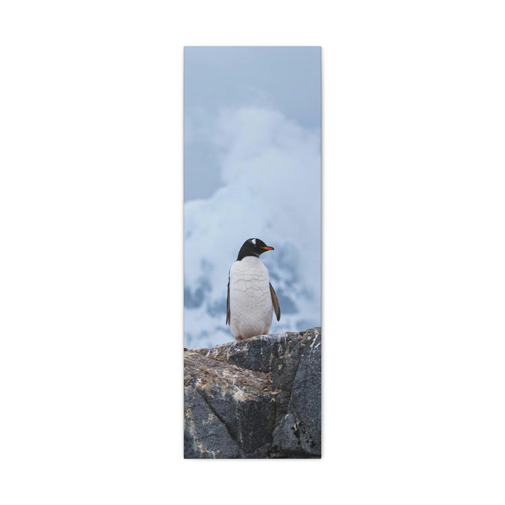 Poised Penguin - Canvas