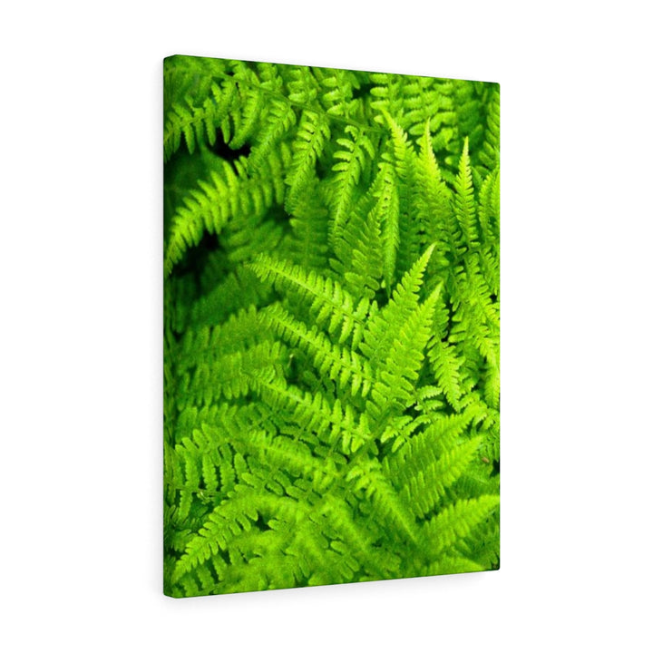 Ferns, Ferns, Ferns - Canvas