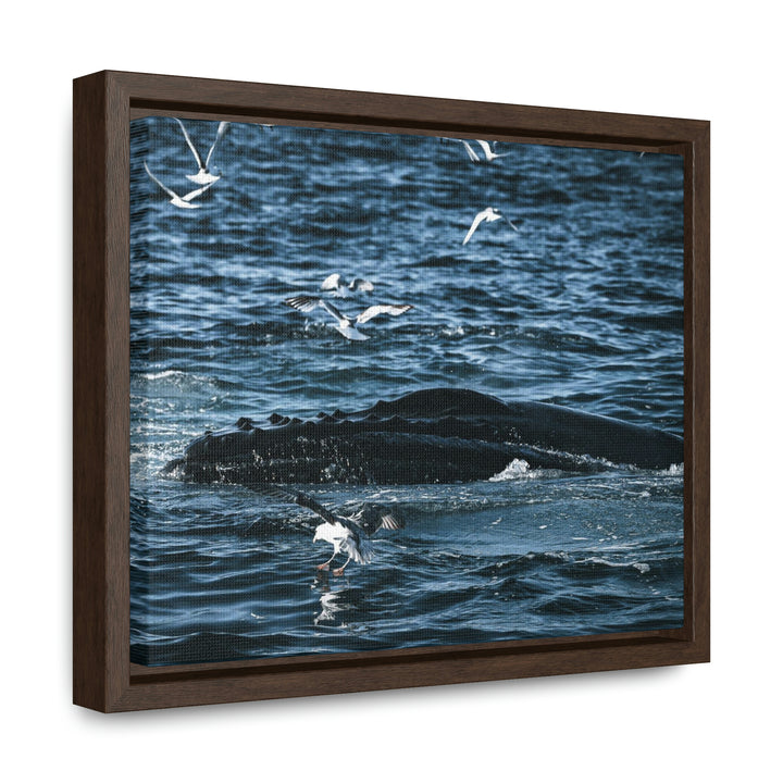 Humpback Hello - Canvas with Frame