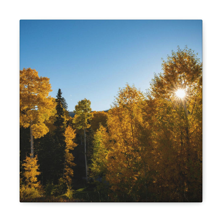 Sun Through the Aspens - Canvas