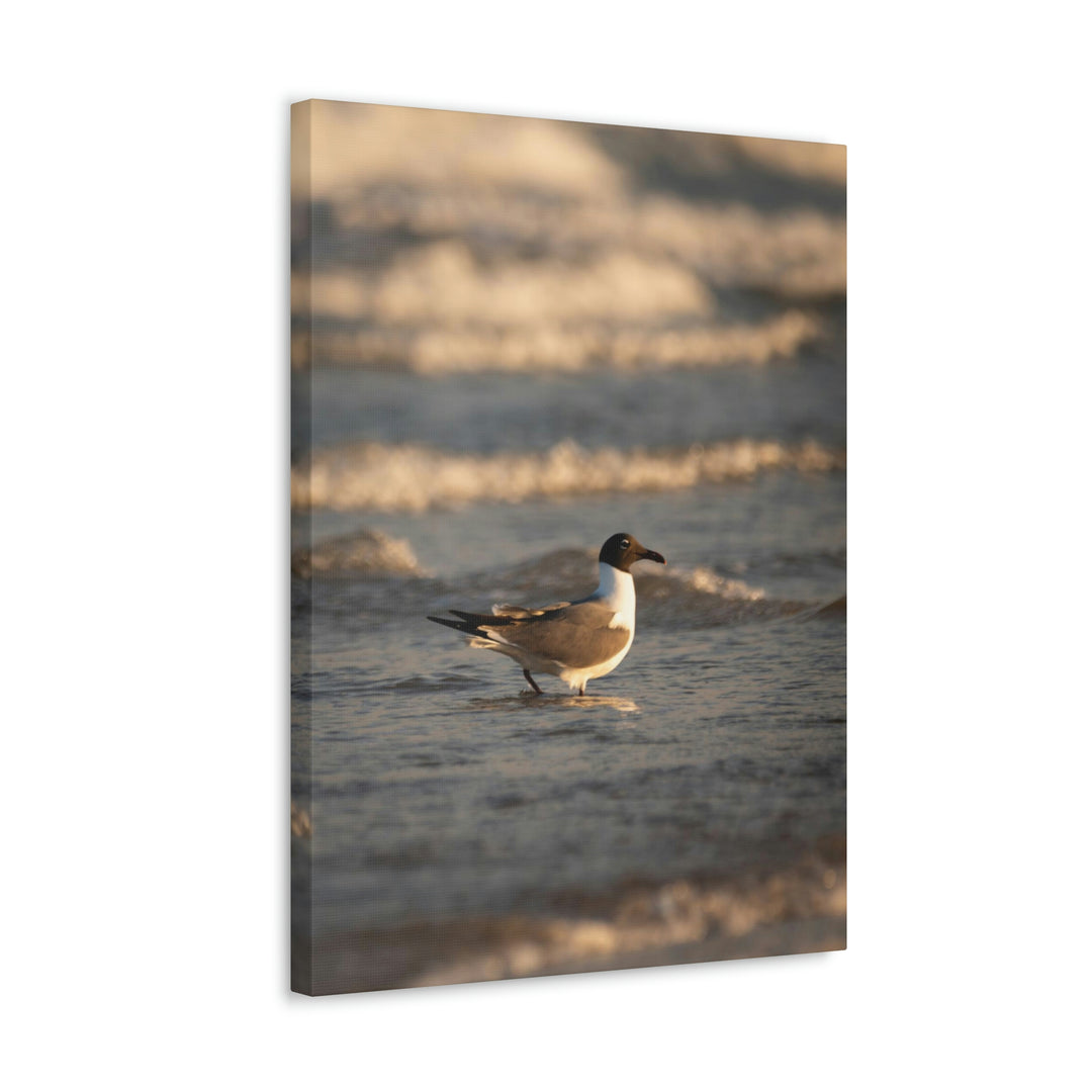 Laughing Gull in the Surf - Canvas