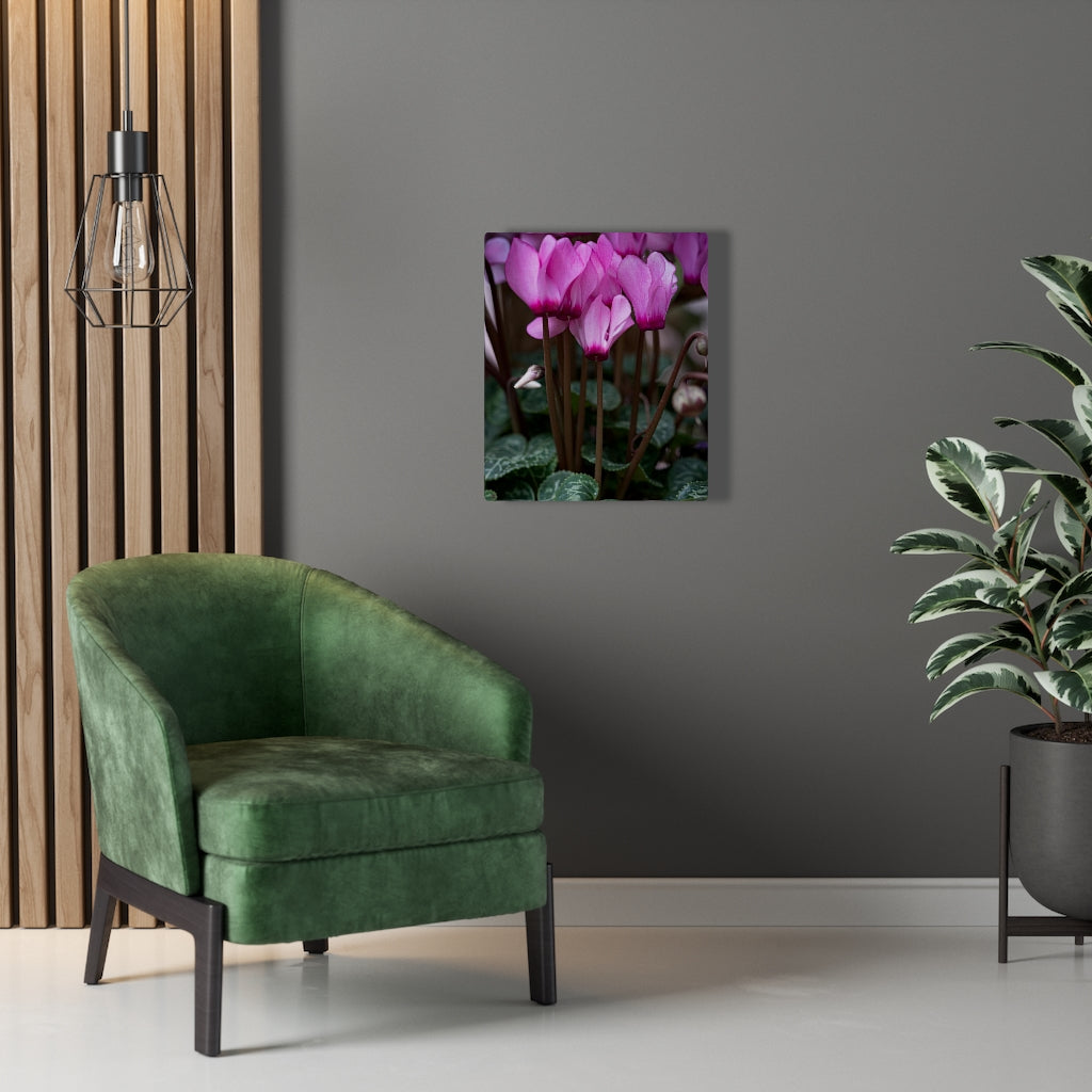 Cyclamen Reach - Canvas