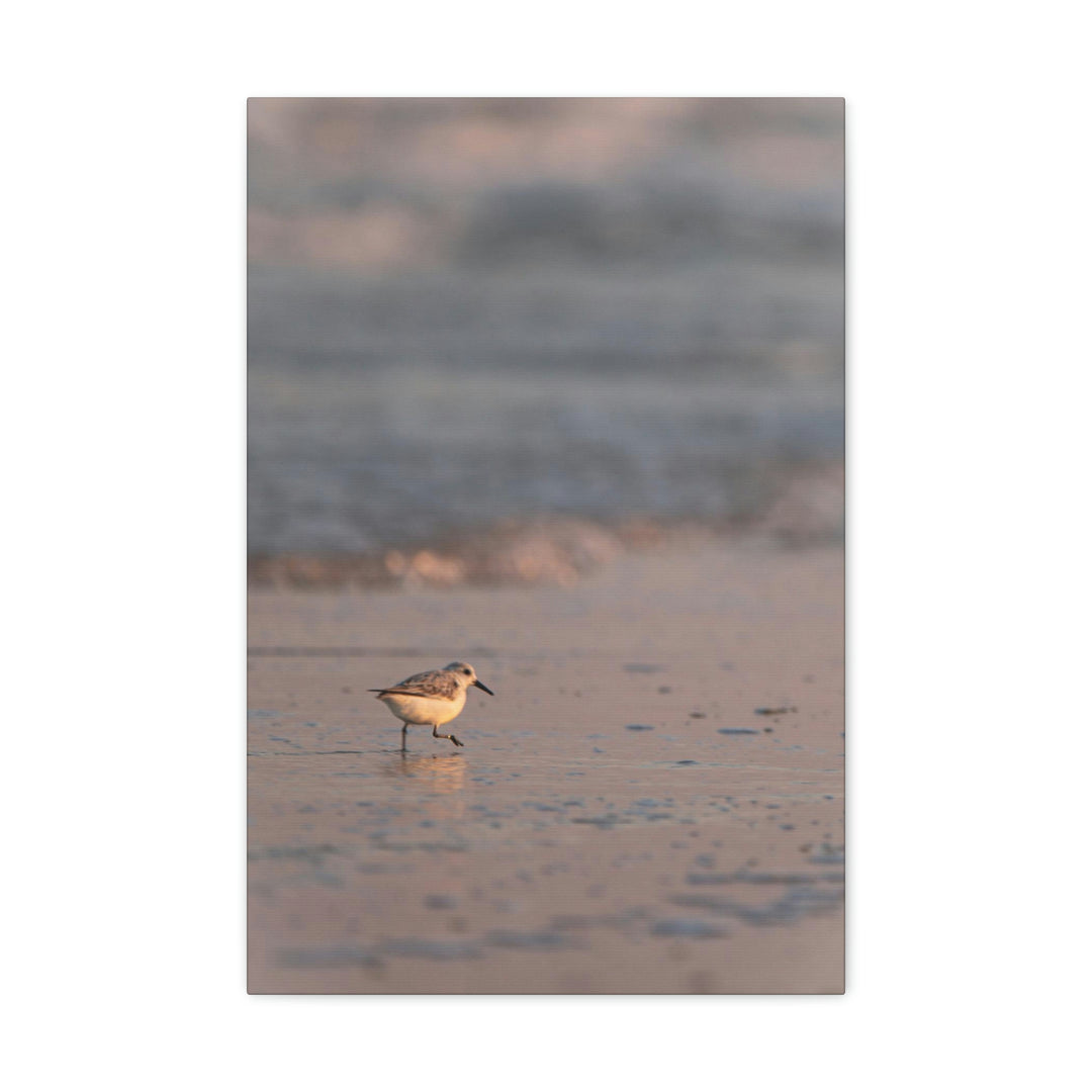 Sanderling in Soft Dusk Light - Canvas