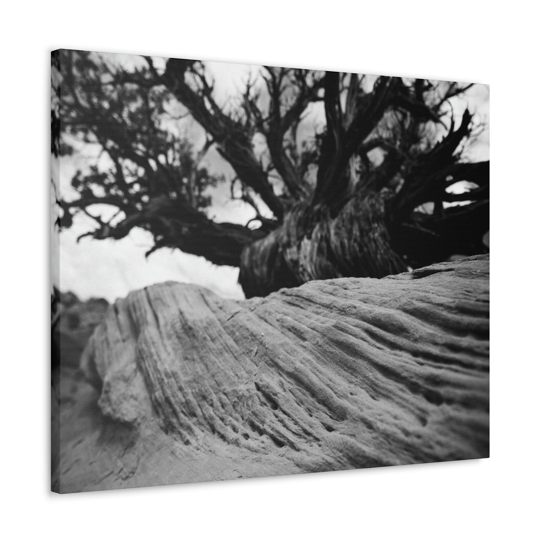 Desert Reach in Black and White - Canvas