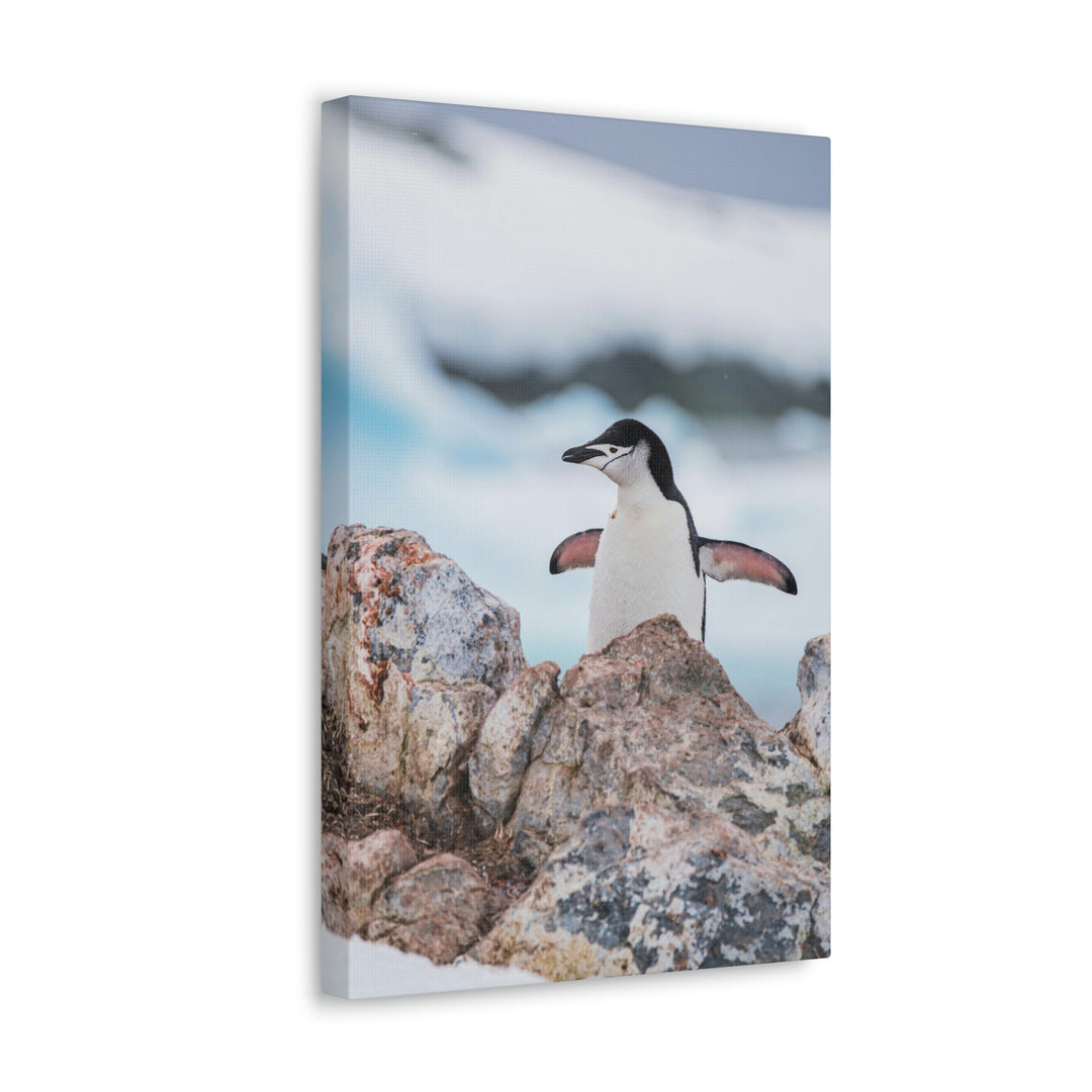 Stretched Penguin - Canvas