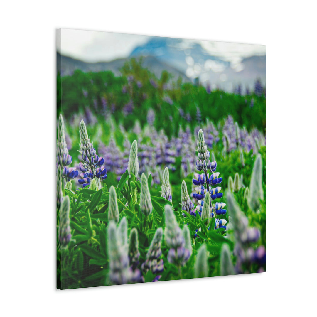 Glowing Lupin with Mountains - Canvas