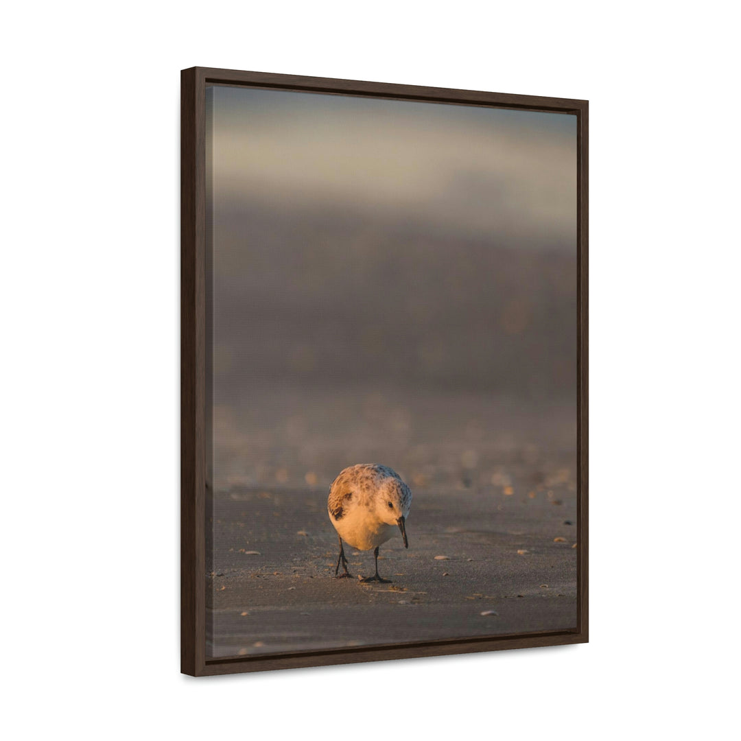 Feeding Sanderling - Canvas with Frame