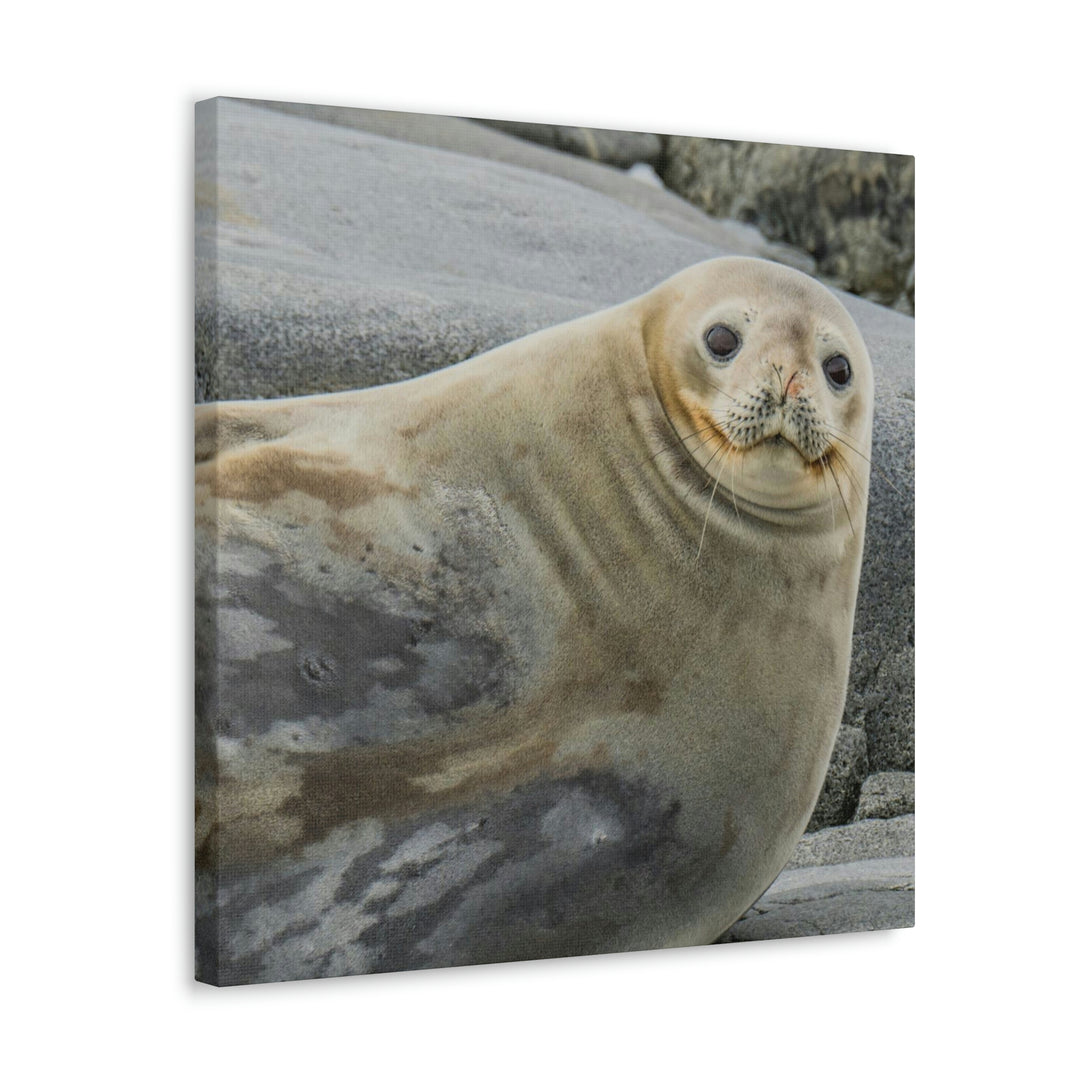 Weddell Smile - Canvas