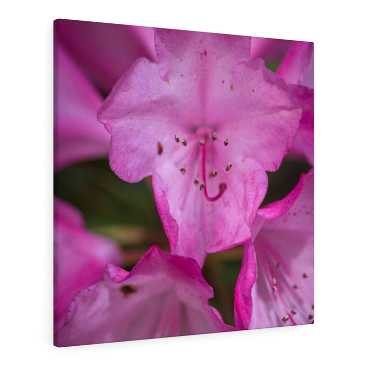 Soft Pinks - Canvas