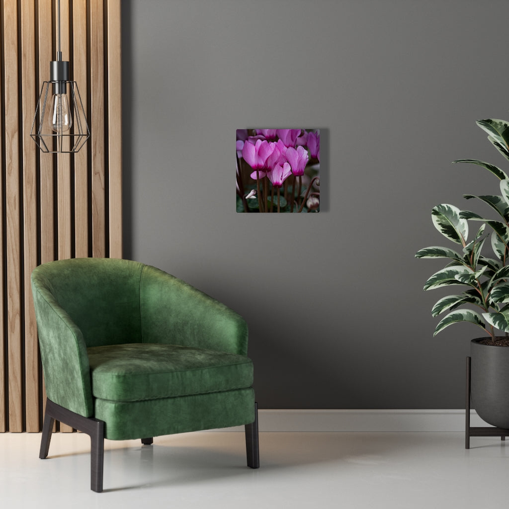 Cyclamen Reach - Canvas