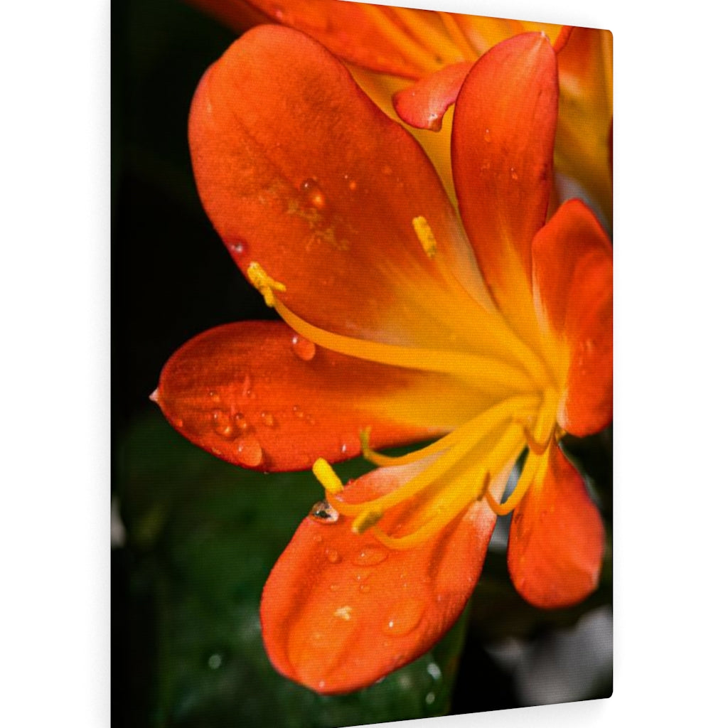 Bright Bush Lily - Canvas