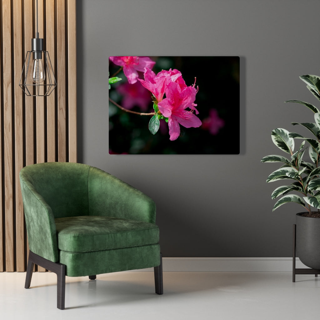 Standout Azalea - Canvas