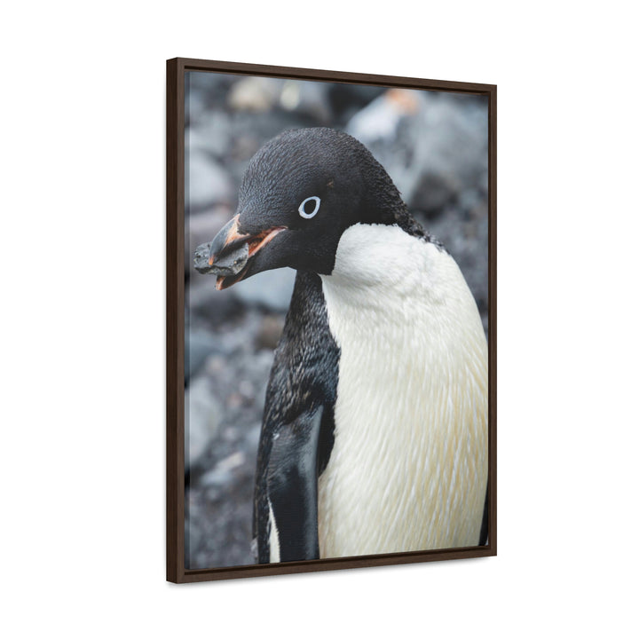 A Penguin's Pebble - Canvas with Frame