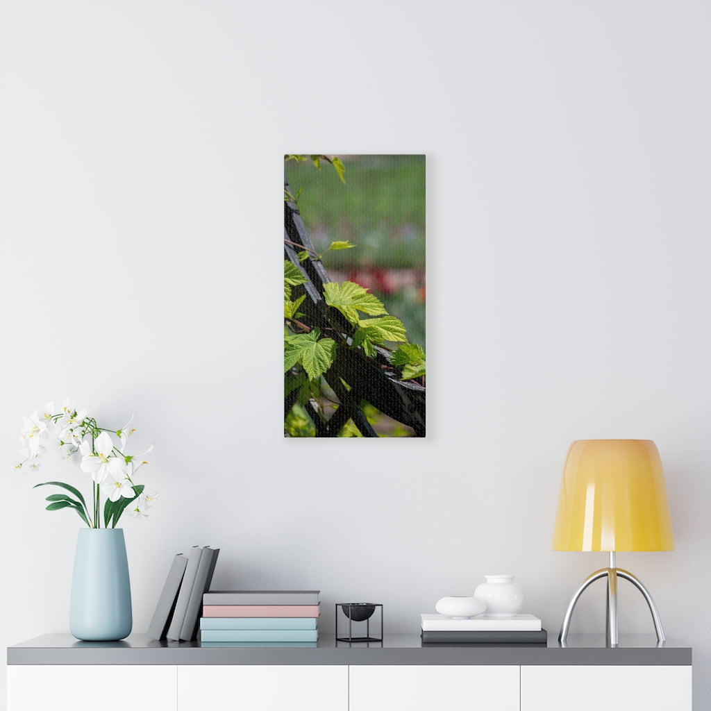 Ivy-Covered Fence - Canvas