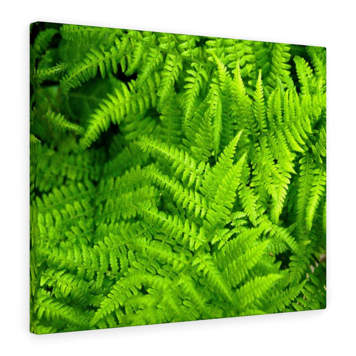 Ferns, Ferns, Ferns - Canvas