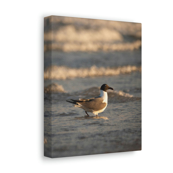 Laughing Gull in the Surf - Canvas