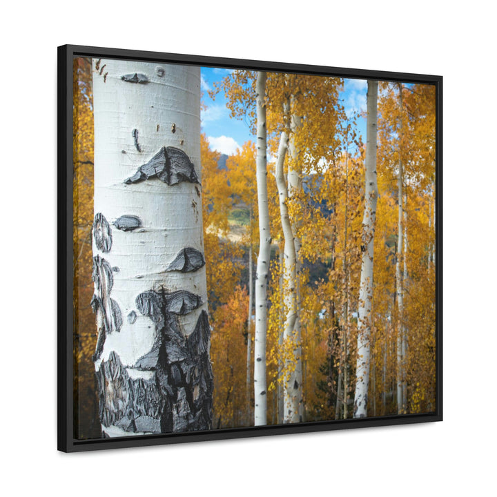 Aspens Changing - Canvas with Frame