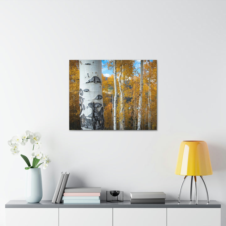 Aspens Changing - Canvas