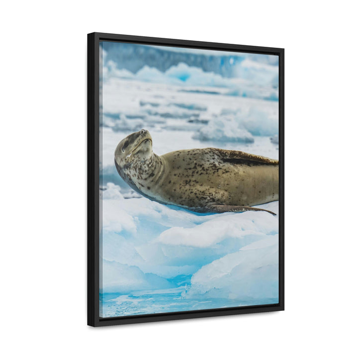 Leopard Seal Relaxing - Canvas with Frame