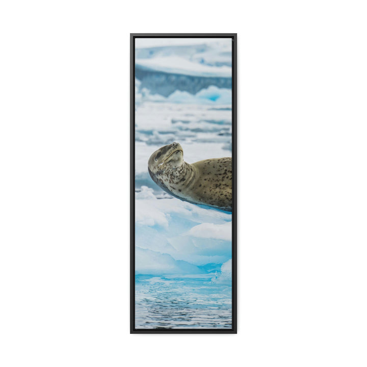 Leopard Seal Relaxing - Canvas with Frame