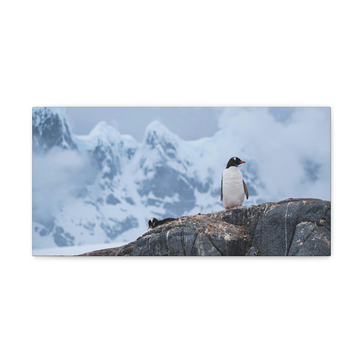 Poised Penguin - Canvas