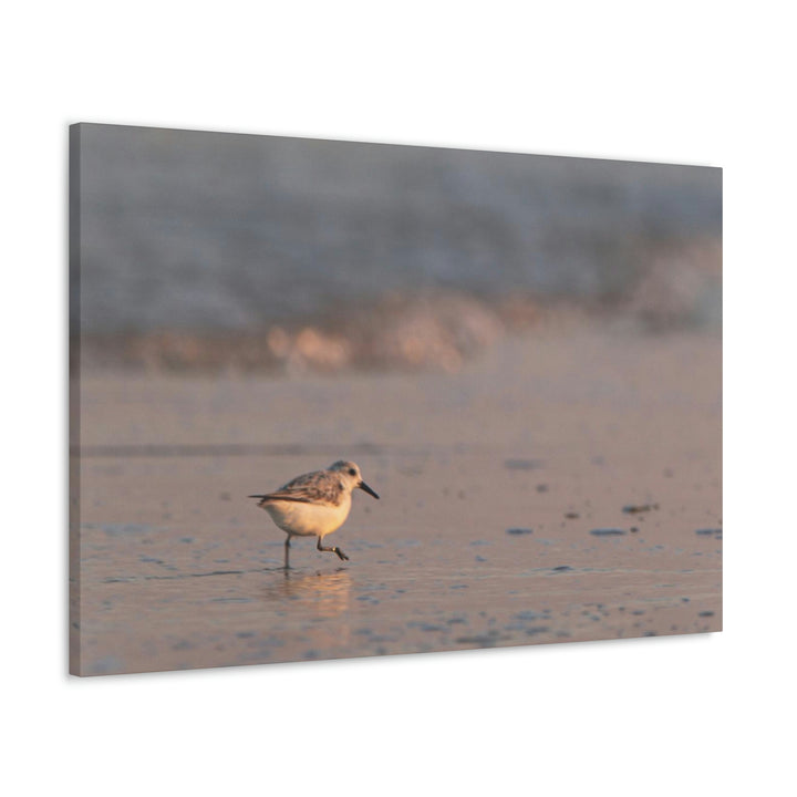 Sanderling in Soft Dusk Light - Canvas