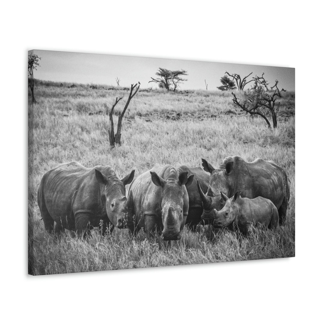 Rhino Family in Black and White - Canvas