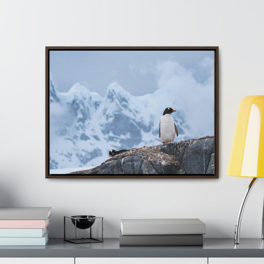 Poised Penguin - Canvas with Frame