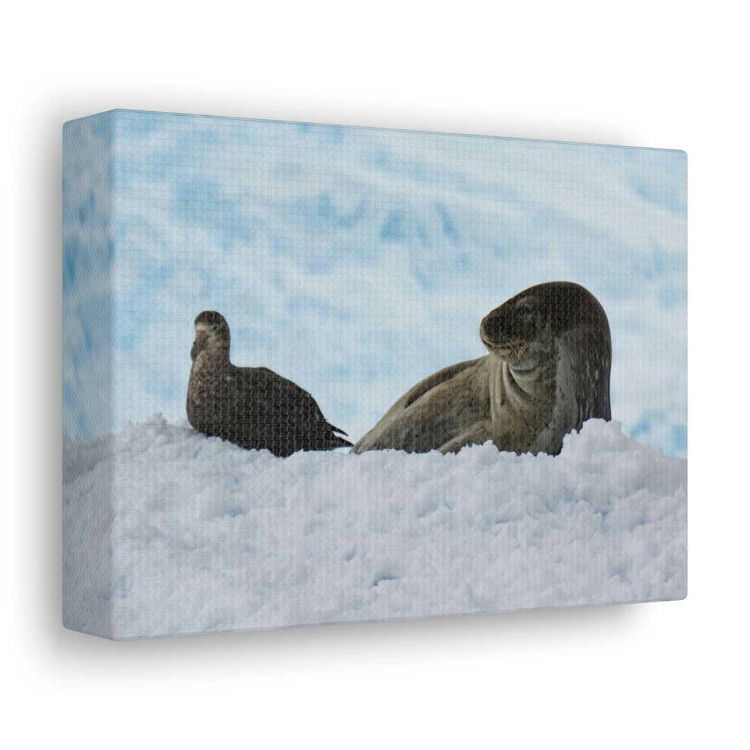 A Resting Pair - Canvas