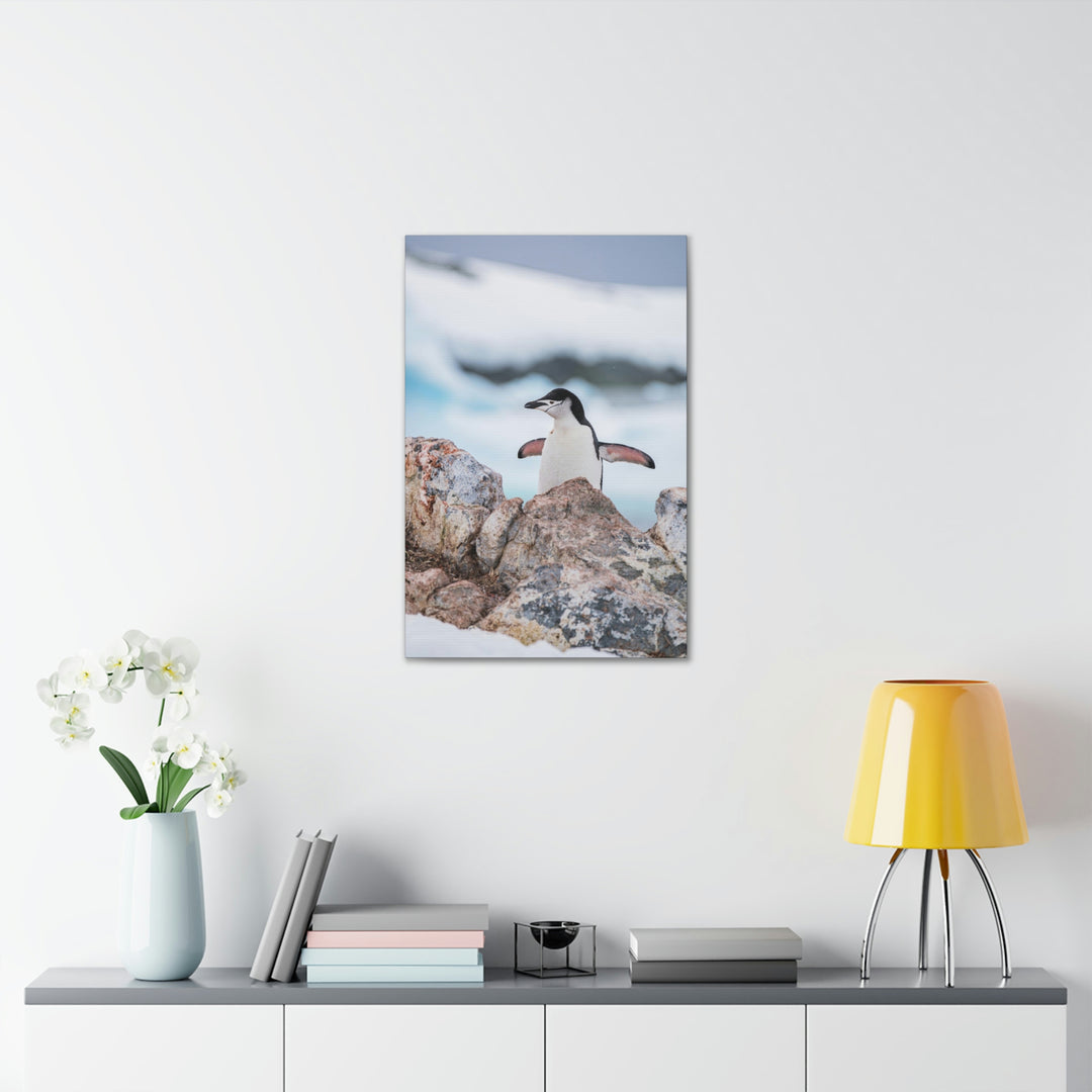 Stretched Penguin - Canvas