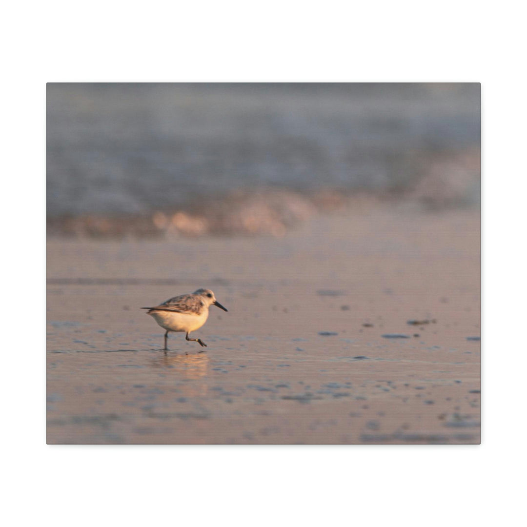 Sanderling in Soft Dusk Light - Canvas