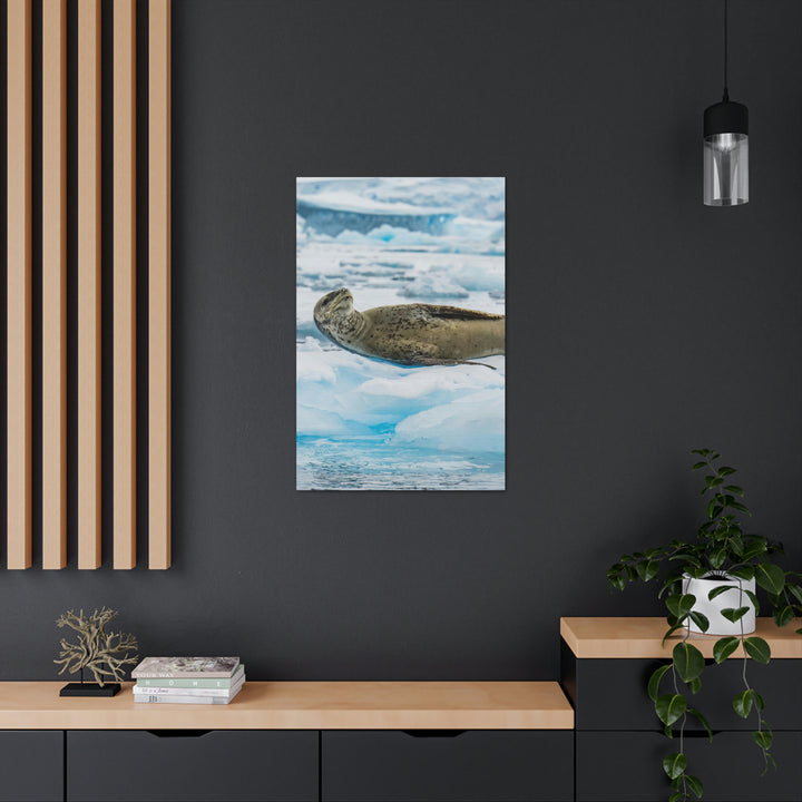 Leopard Seal Relaxing - Canvas