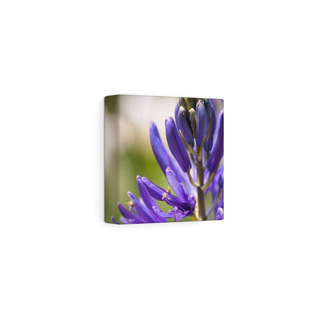 Camas in Bloom - Canvas