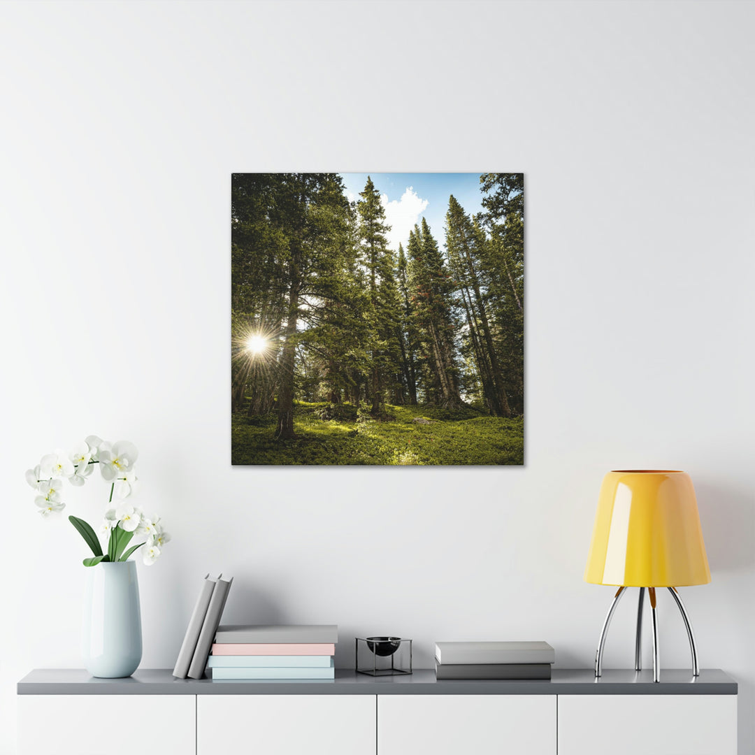 Forest Light - Canvas